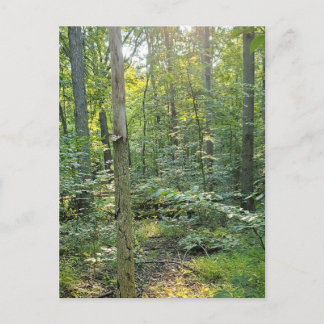 Summer Forrest Trail Photography Postcard