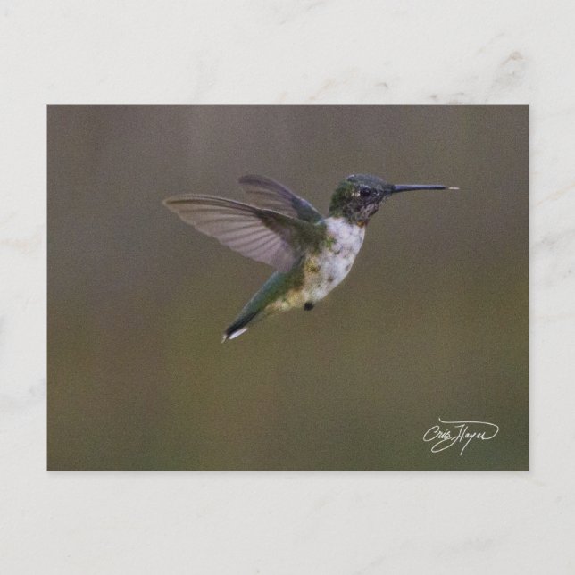 Summer Fun Postcard (Front)