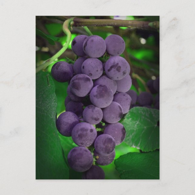 Summer Grapes Postcard (Front)