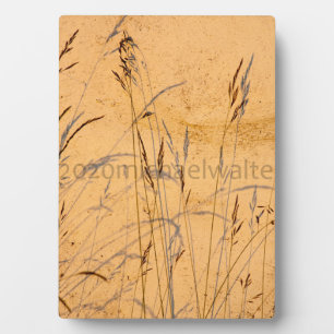 Summer Grasses And Shadows Postcard Poster Acrylic Plaque