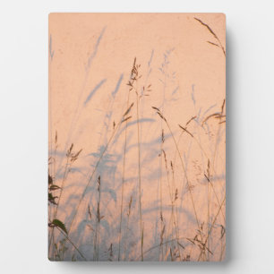 Summer Grasses And Shadows Postcard Poster Acrylic Plaque
