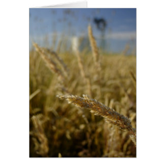 Summer Grasses Cards