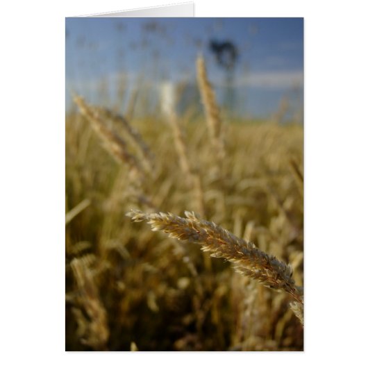 Summer Grasses Cards (Front)
