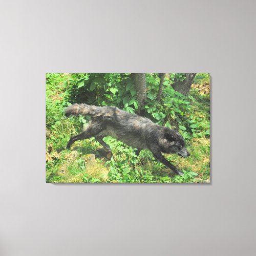 Summer Grey Wolf Wildlife Art Canvas