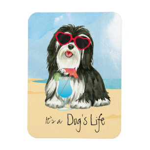 Summer Havanese Magnet