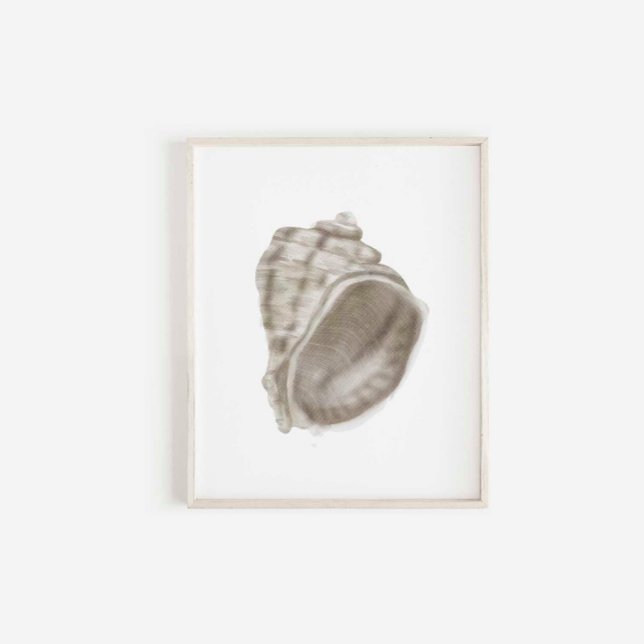 summer home decor seashell print (Creator Uploaded)