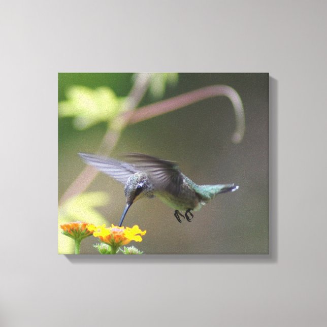 Summer Hummer Canvas Print (Front)
