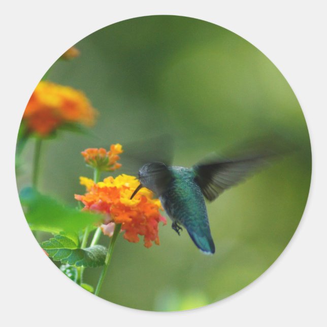 Summer Hummer! Classic Round Sticker (Front)