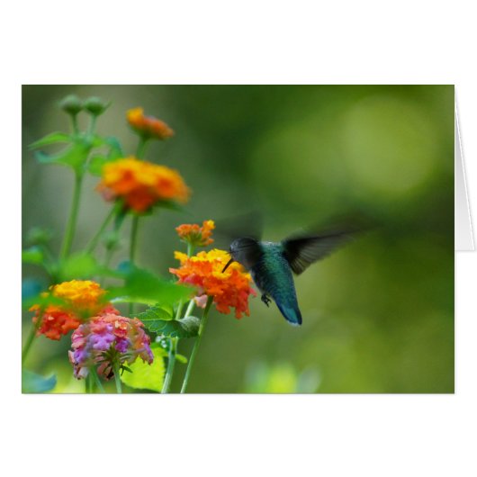 Summer Hummer Faith Cards (Front Horizontal)