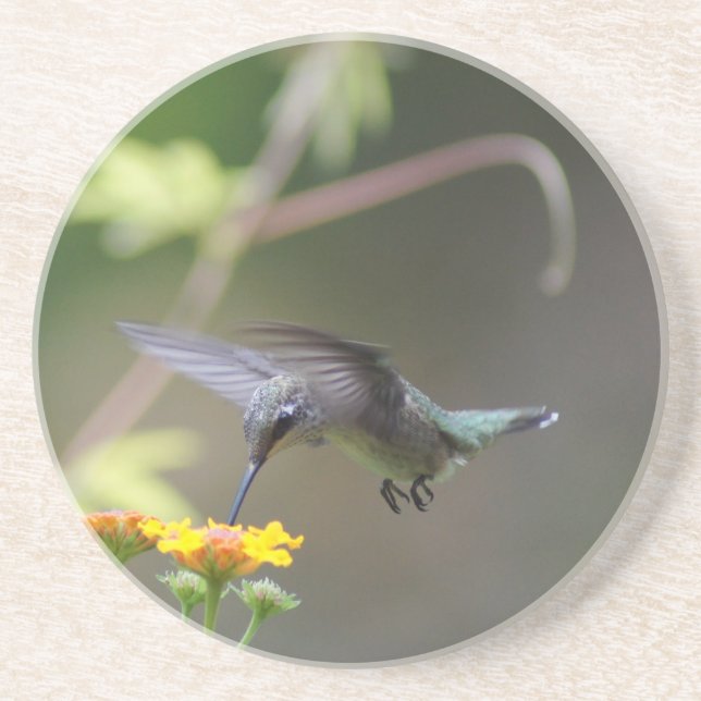 Summer Hummer Sandstone Coaster (Front)