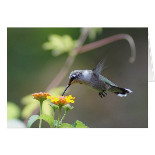 Summer Humming (Front Horizontal)