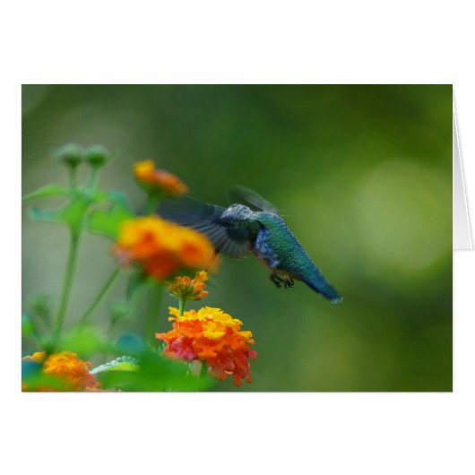 Summer Humming Cards (Front Horizontal)