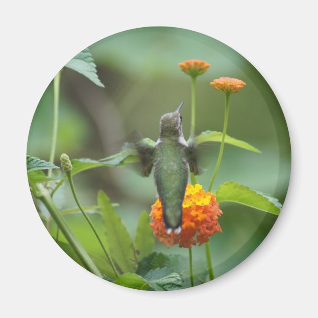 Summer Humming Magnet (Front)