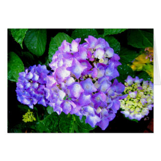 Summer Hydrangea Cards