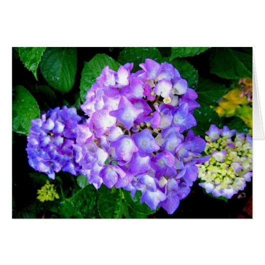 Summer Hydrangea Cards (Front Horizontal)