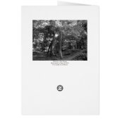 Summer in the Woods (Back)