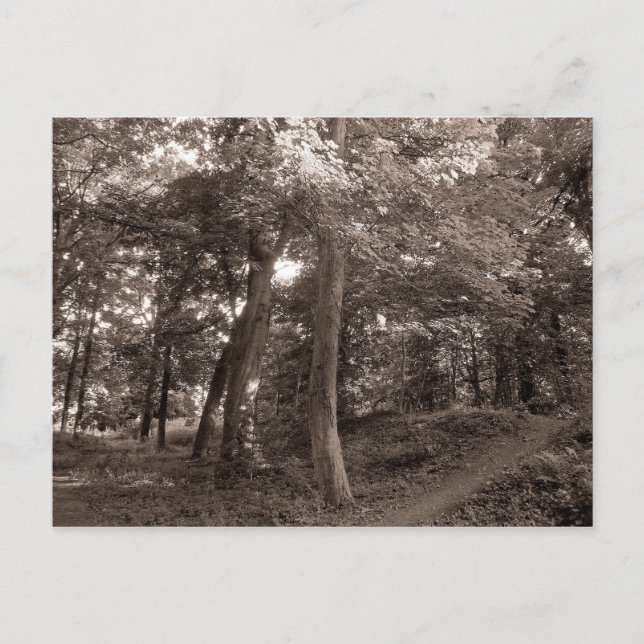 Summer in the Woods Postcard (Front)