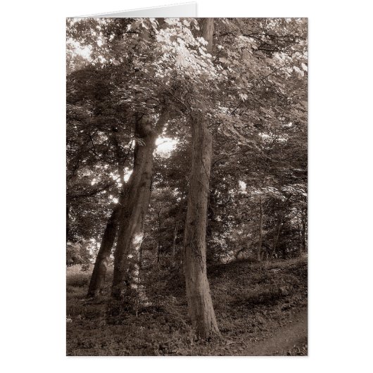 Summer in the Woods - Warm Toned (Front)