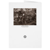 Summer in the Woods - Warm Toned (Back)