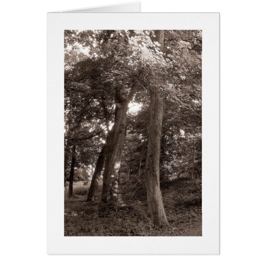 Summer in the Woods - Warm Toned (Front)