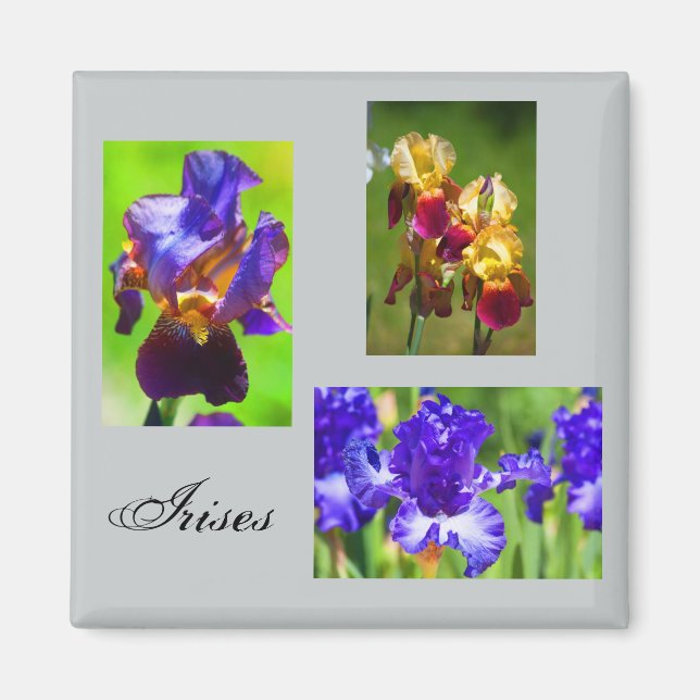 Summer Iris Magnet (Front)