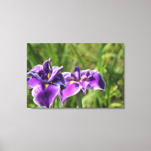 Summer Irises  Canvas Print