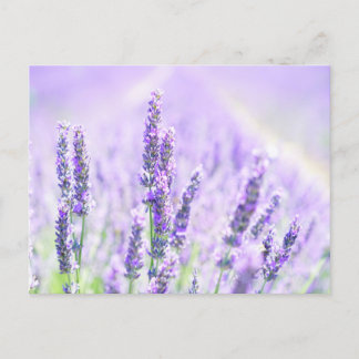 Summer Lavender  Postcard