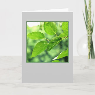 'Summer Leaves with Raindrops'  Blank Note Card