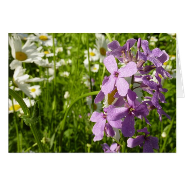 Summer Lilac and Daisies Cards (Front Horizontal)