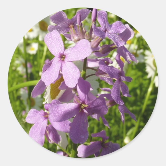Summer Lilac and Daisies Classic Round Sticker (Front)