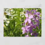 Summer Lilac and Daisies Postcard