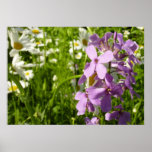 Summer Lilac and Daisies Poster