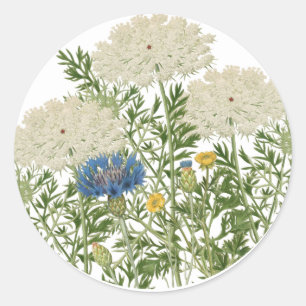 Summer Meadow Flowers Queen Anne's Lace Vintage Classic Round Sticker