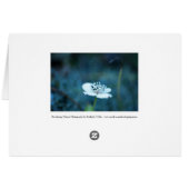 Summer Memories Cards (Back Horizontal)