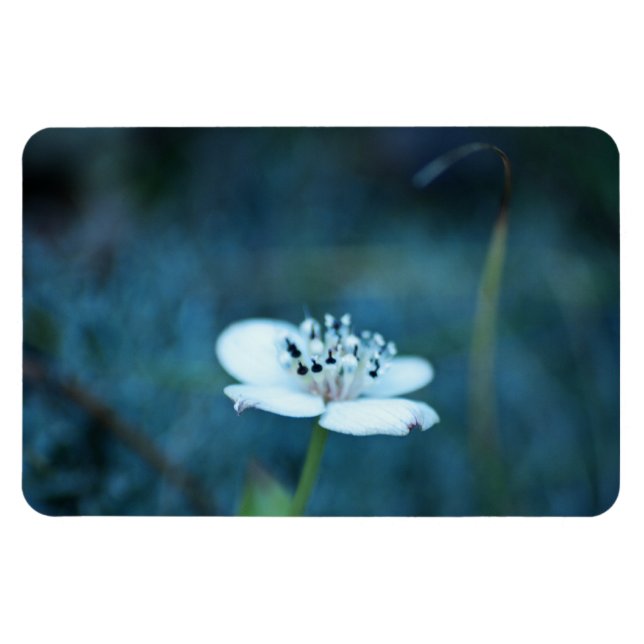 Summer Memories Magnet (Horizontal)
