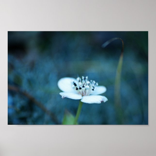 Summer Memories Poster (Front)