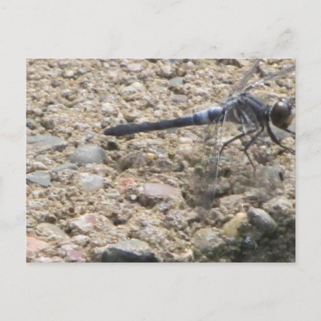 Summer of Life Postcard (Front)