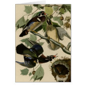 Summer or Wood Duck (Front)