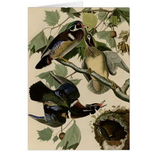 Summer or Wood Duck Cards (Front)