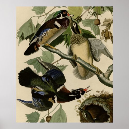 Summer or Wood Duck Poster