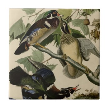 Summer Or Wood Duck Tile by birdpictures at Zazzle