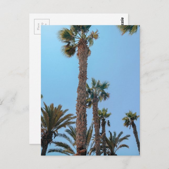 Summer Palm trees Postcard (Front/Back)