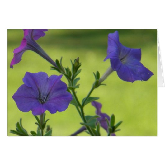 Summer Petunias Cards (Front Horizontal)