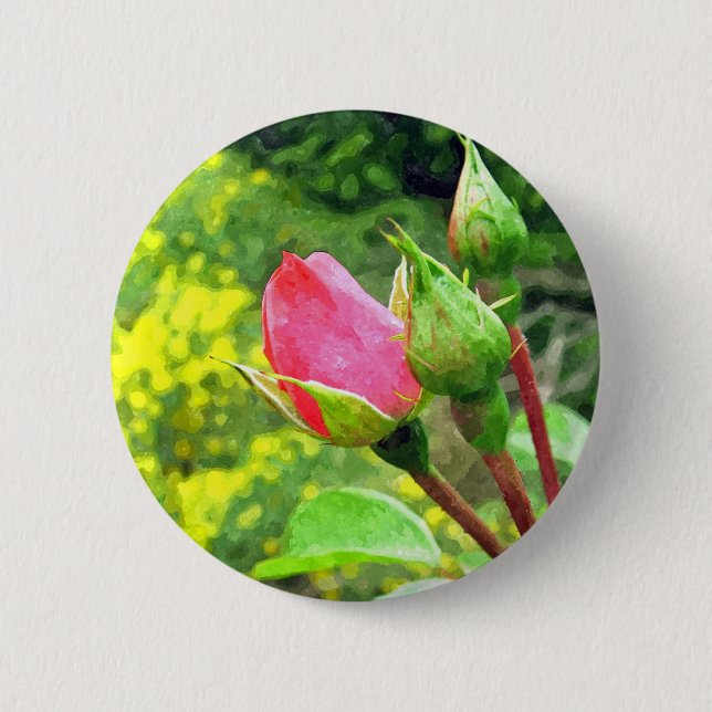 summer pink rose flower buds pinback button (Front)