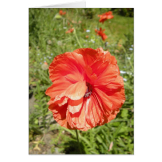 summer poppy haiku cards