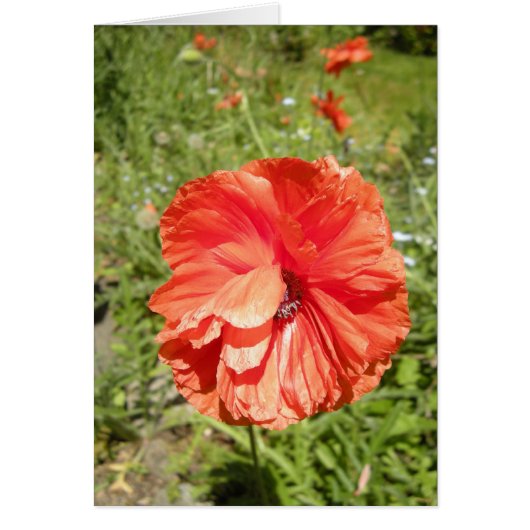 summer poppy haiku cards (Front)