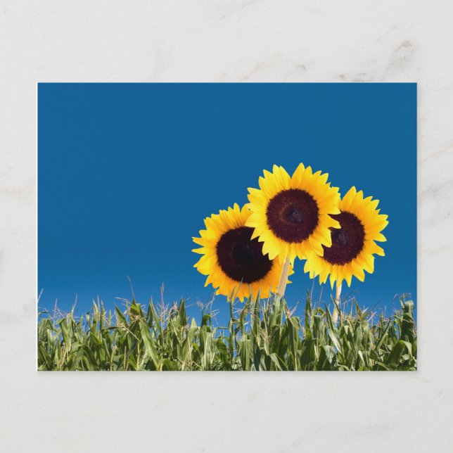 Summer Post Cards (Front)