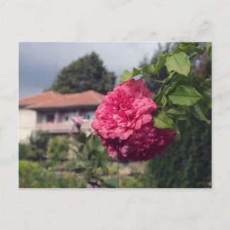 Summer Postcard