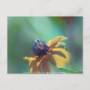 Summer Postcard