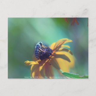 Summer Postcard